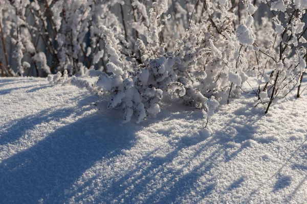 Plantas Bajo Nieve Frío Día Invierno —  Fotos de Stock