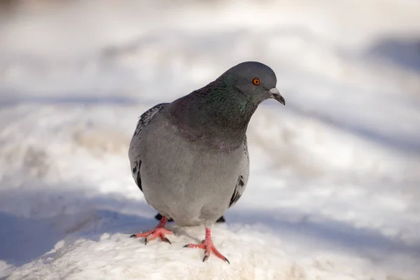 Porträt Einer Grauen Taube Auf Schnee Winter — Stockfoto