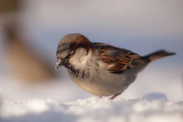 Portrait Sparrow Snow Closeup — Stock Photo, Image