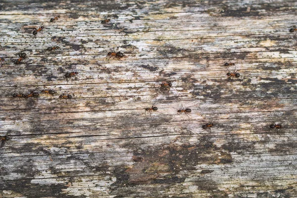 Kuru Ağaç Gövde Üzerinde Sürünerek Karıncalar — Stok fotoğraf