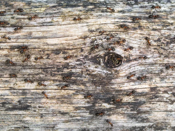 Kuru Ağaç Gövde Üzerinde Sürünerek Karıncalar — Stok fotoğraf