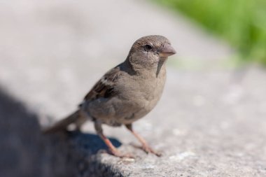 Bir taş üzerinde serçe portresi