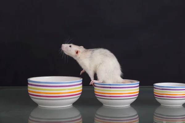 White Domestic Rat Plate Table — Zdjęcie stockowe