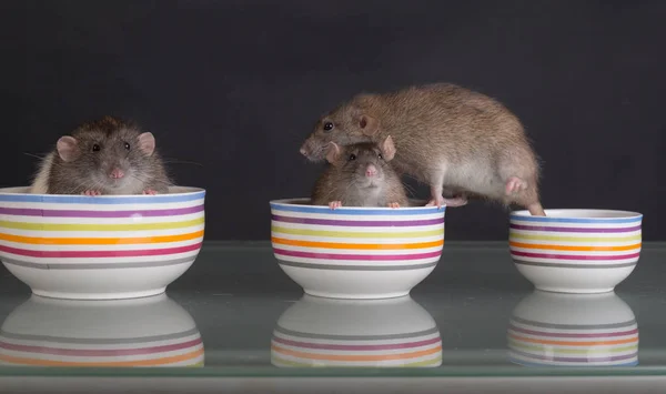 Tres Ratas Domésticas Platos Sobre Una Mesa Vidrio — Foto de Stock
