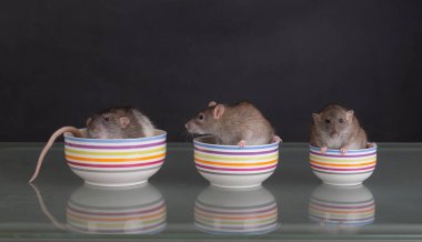 plaka üç fareler Studio portresi