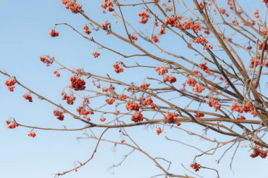 Rowan dalları ile bir soğuk kış gününde kırmızı meyveler