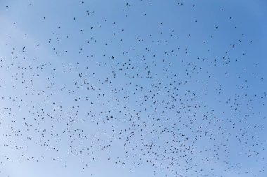 çok büyük kuşlar uçuşta sürüsü