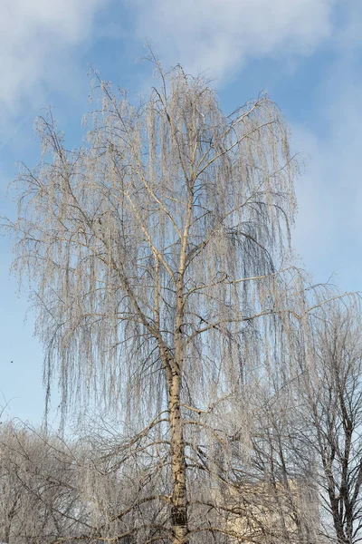 在寒冷的冬日 桦树与白霜 — 图库照片