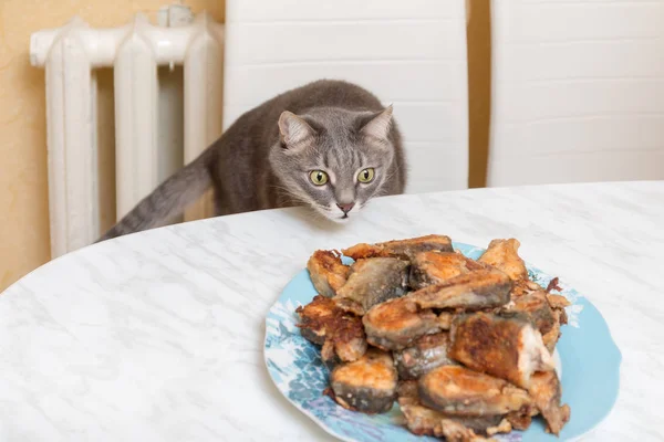 Chat Regarde Avec Désir Pêcher Sur Table — Photo