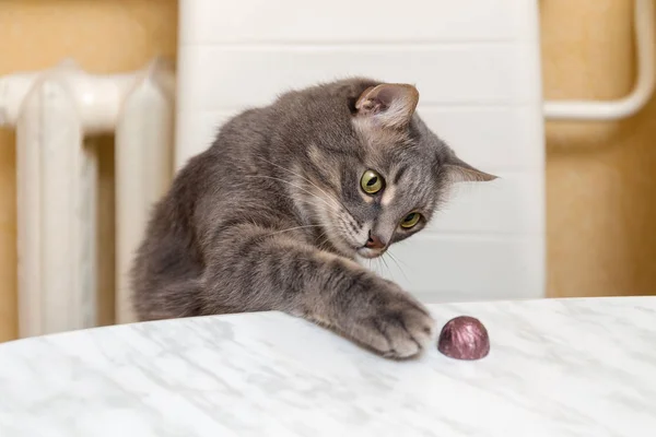 猫从桌子上偷糖果 — 图库照片