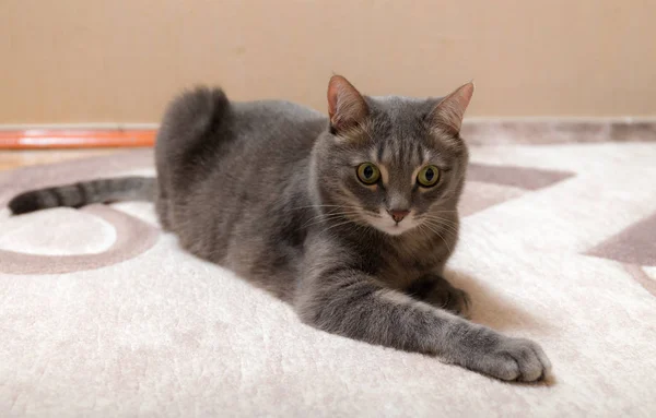 Porträt Der Hauskatze Auf Dem Fußboden Zimmer — Stockfoto