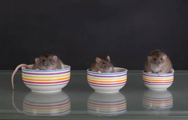 Retrato Estúdio Três Ratos Placas — Fotografia de Stock