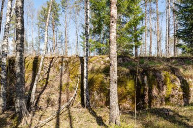 Bahar ormandaki taşlarla manzara