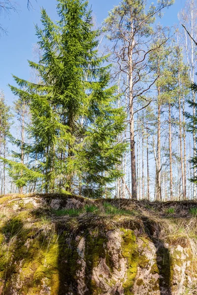 Landschaft Mit Felsen Quellwald — Stockfoto