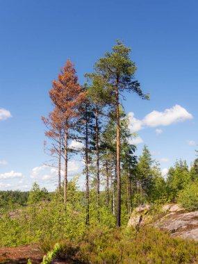 Yaz ormandaki çam ağaçları ile manzara