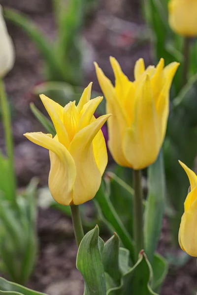 春天花园中明亮的黄色郁金香 — 图库照片
