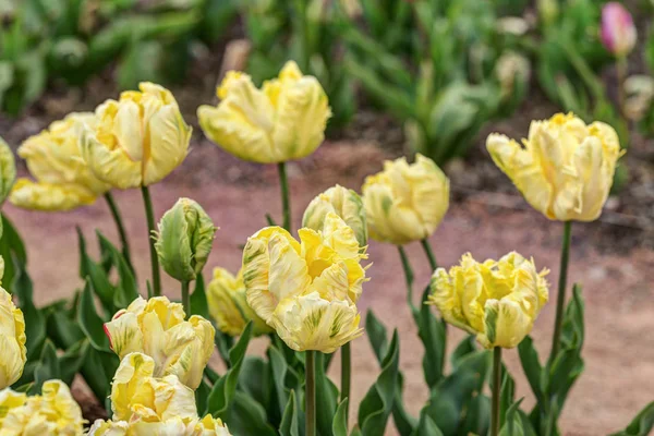 春天花园中明亮的黄色绿色郁金香 — 图库照片
