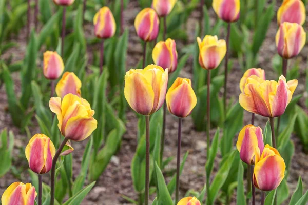 Tulipani Viola Giallo Brillante Nel Giardino Primaverile — Foto Stock