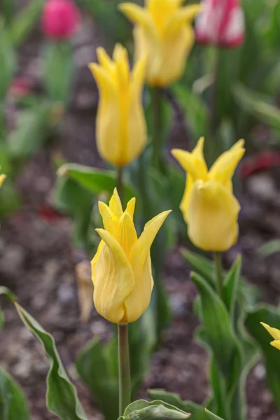 Tulipani Giallo Brillante Nel Giardino Primaverile — Foto Stock