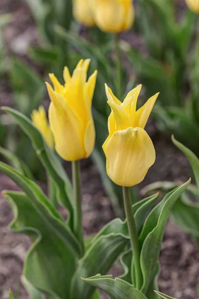 春天花园中明亮的黄色郁金香 — 图库照片