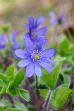 Mavi bahar çiçekleri ormanın içinde yakın çekim