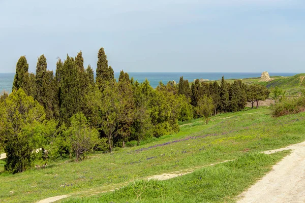 Paisagem Parque Primavera Com Árvores Coníferas — Fotografia de Stock