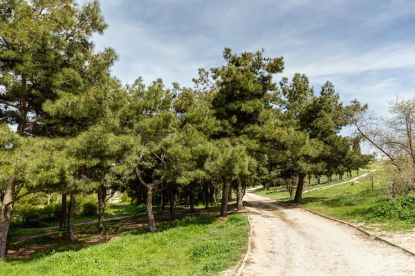 Krajobraz Parku Wiosny Drzew Iglastych — Zdjęcie stockowe