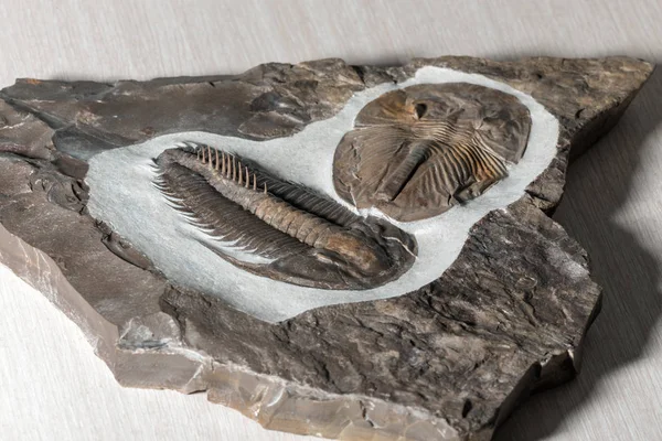 Trilobites en una piedra de cerca —  Fotos de Stock