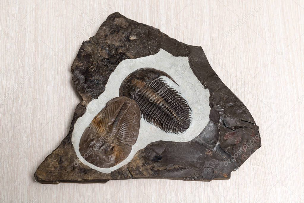 Ancient fossilized trilobites