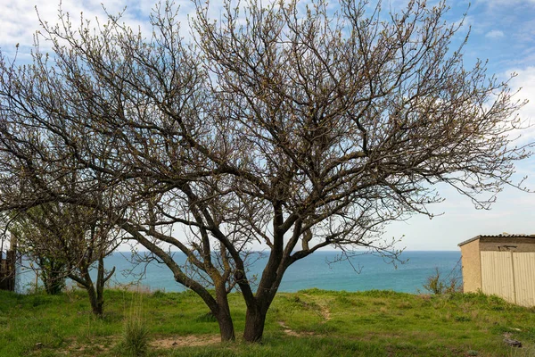 Tavaszi fa az előtérben — Stock Fotó