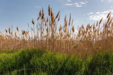 Kuru ve yeşil çimen
