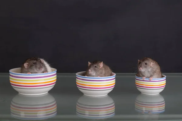Porträtt av tre råttor — Stockfoto