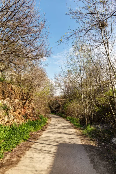 Route étroite avec arbres de printemps — Photo