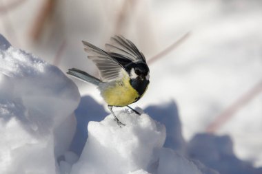 Beyaz kar üzerinde baştankara