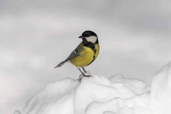 Tit on snow in winter — Stock Photo, Image