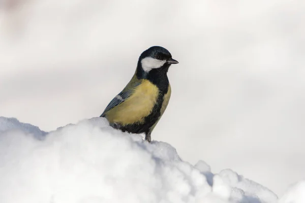 Tit in winter — Stock Photo, Image