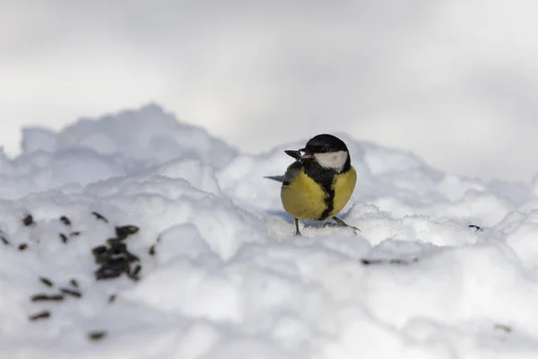 Tit mangia semi di girasole sulla neve — Foto Stock