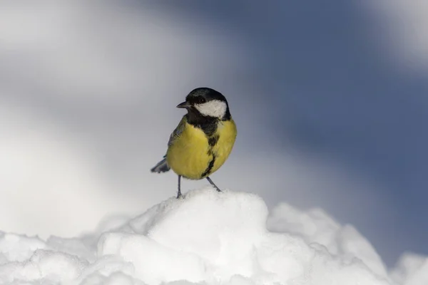 Portrait of a tit in winter — Stock Photo, Image