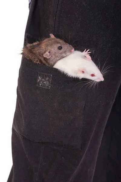 Dois ratos domésticos — Fotografia de Stock