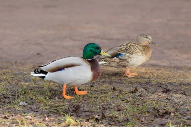 ıslak zeminde iki ördek