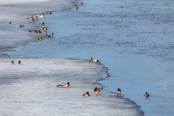 Flock of ducks on the ice — Stock Photo, Image