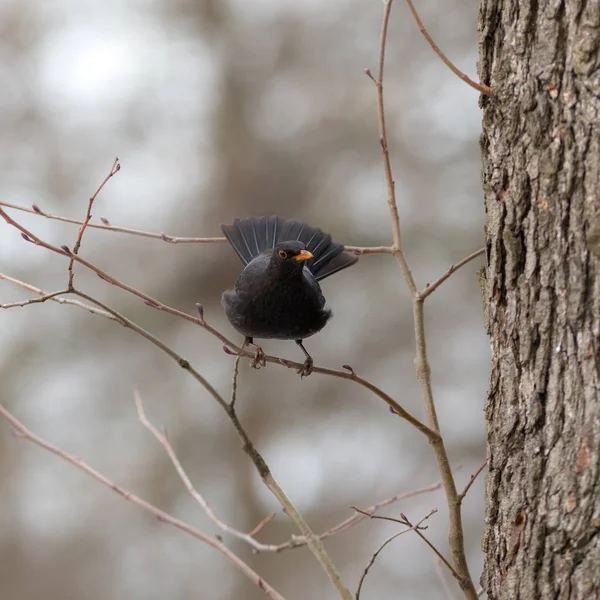 Portrait of a blackbird — Stock Photo, Image