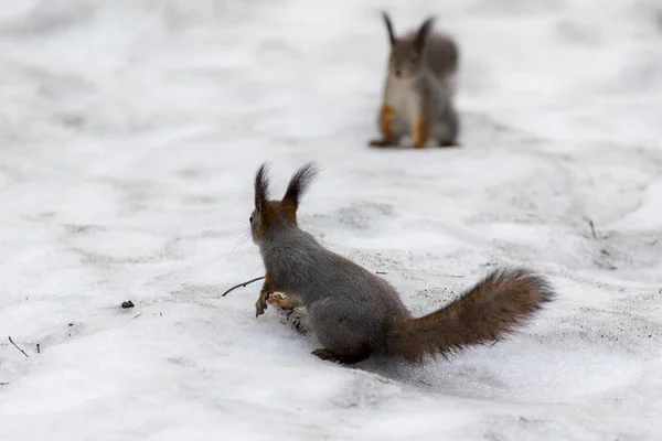 Écureuils sur la neige — Photo