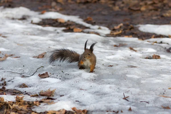 Écureuil sur la neige au printemps — Photo