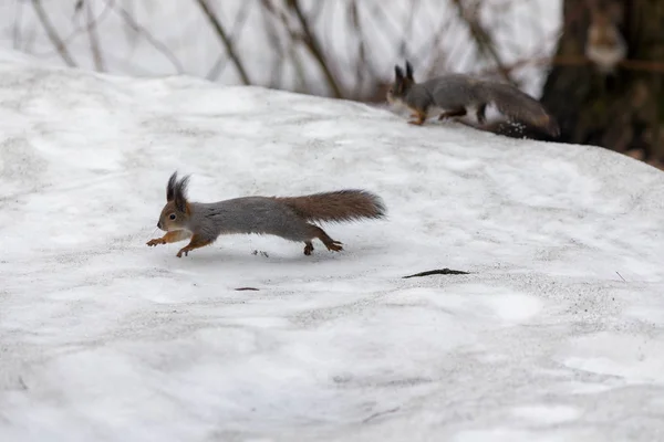 Écureuil courant sur la neige — Photo