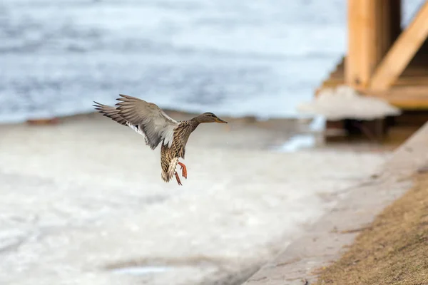 Letící kachna nad řekou — Stock fotografie