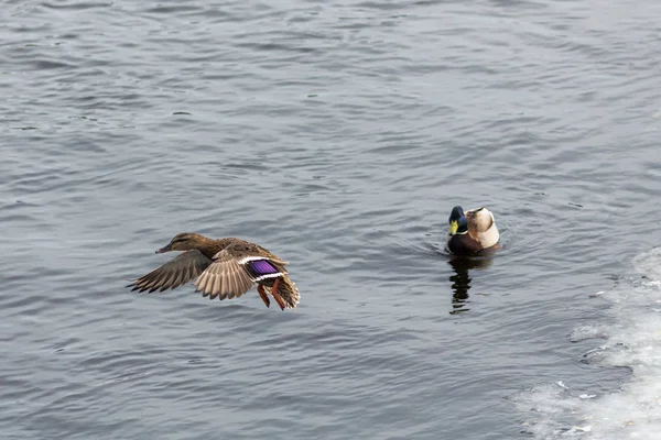 Patos no rio da nascente — Fotografia de Stock