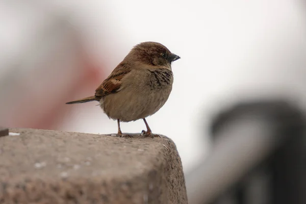 Sparv på en sten — Stockfoto