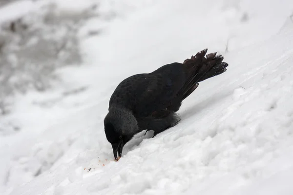 Daw noir sur neige blanche — Photo