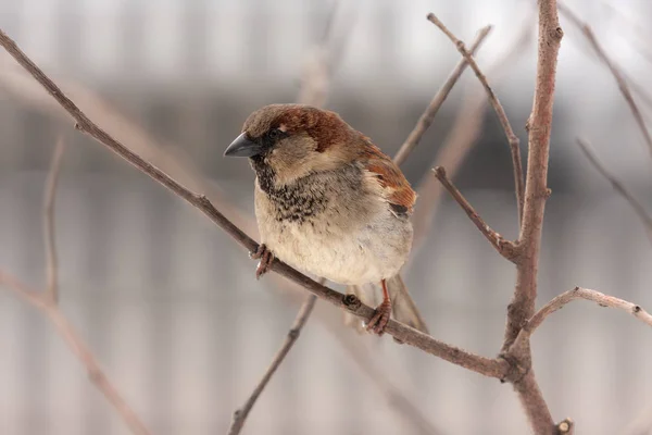 Portrait of a sparrow — Stock Photo, Image